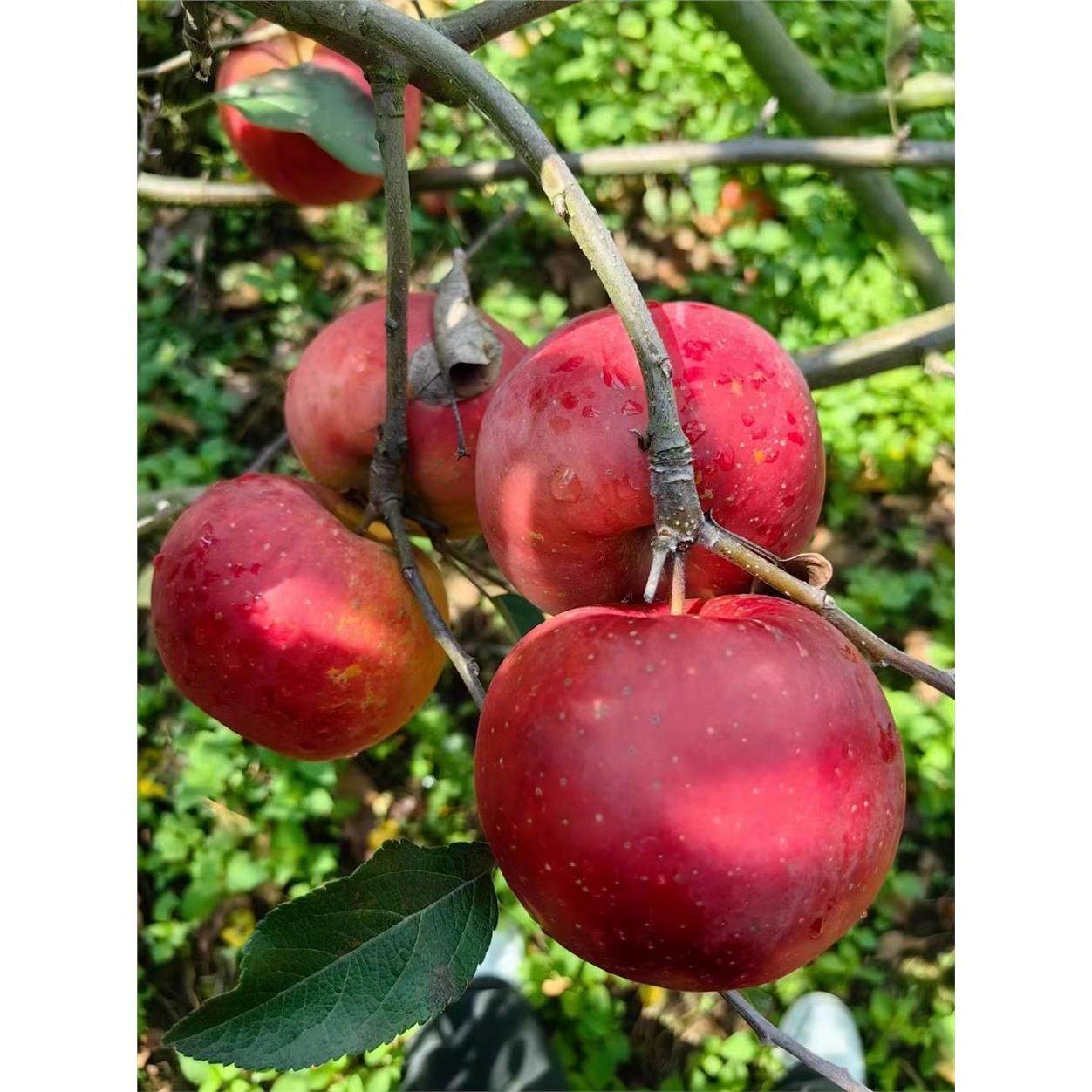 红苹果四川汉源本地红富士丑苹果高山冰糖心苹果应季新鲜孕妇水果,淘宝优惠券,粉丝福利购,淘宝优惠卷
