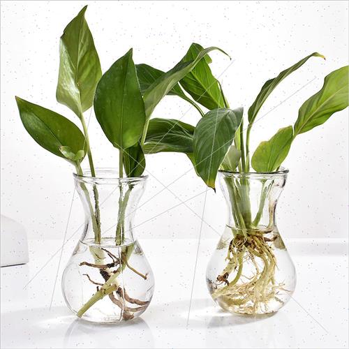 Glass Vase Transparent Hyacinthus Seedpod Flower Pot ving Ro