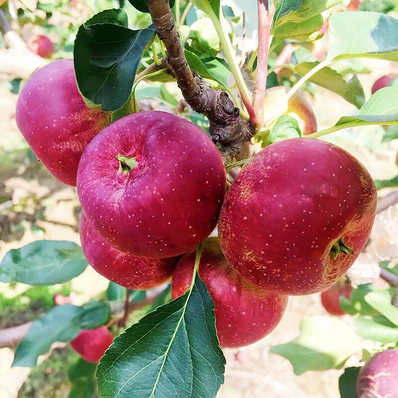 图 3
