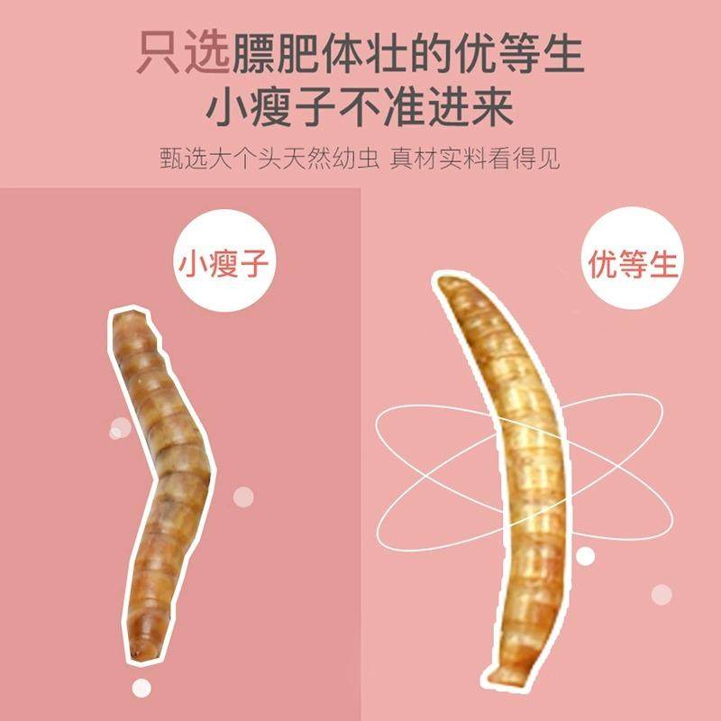 yee面包虫干仓鼠营养零食黄粉虫鹦鹉鸟小乌龟粮食金丝熊饲料,淘宝优惠券,粉丝福利购,淘宝优惠卷