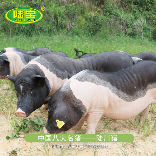 陆宝扣肉广西五花肉陆川土猪农家玉林特产虎皮扣肉500g - 图3