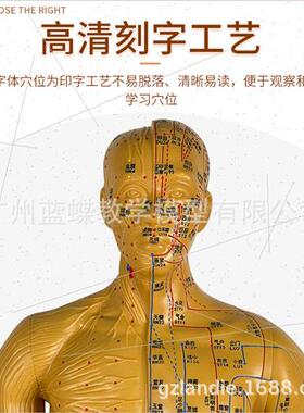 170CM human acupuncture model acupuncture bronze model 178cm