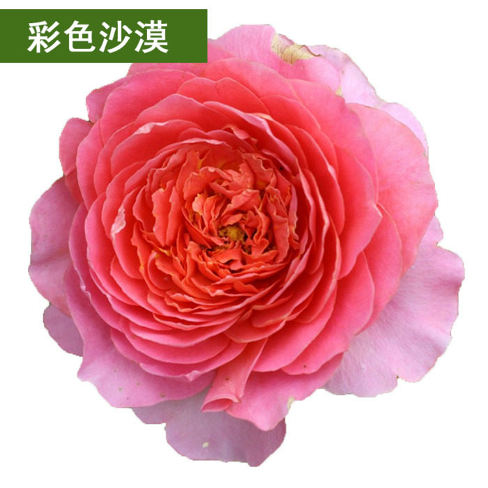 法国香水型香奈尔蔷薇花苗 彩色沙漠花卉