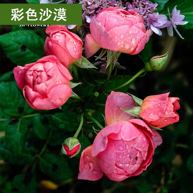 法国香水型香奈尔蔷薇花苗 彩色沙漠花卉