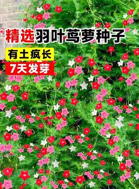 第一次养紫茉莉，开花惊艳到我了，在家拥有花海室外庭院装饰摆件