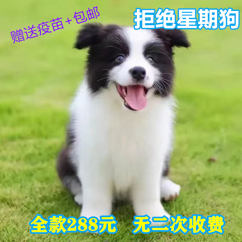 纯种边牧幼犬七白三通边境牧羊犬活体黑白陨石金边中型犬宠物狗狗 - 图0