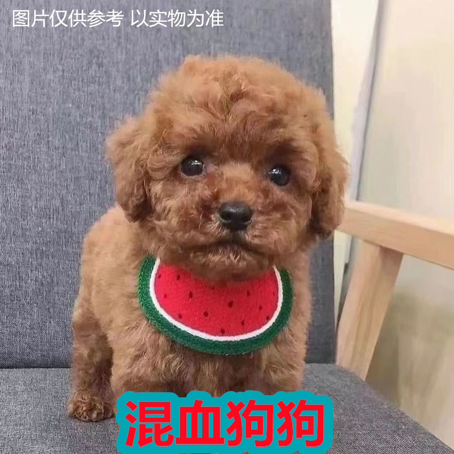 纯种日本柴犬宠物狗大中小型犬秋田家养混血比熊金毛活体豆柴领养 - 图0