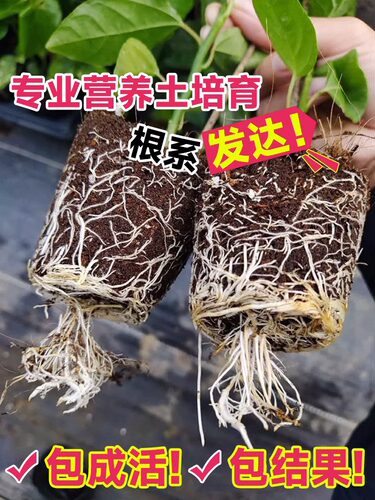 百香果树果苗盆栽南方北方庭院嫁接苗木种植水果黄金树苗四季结果 - 图2