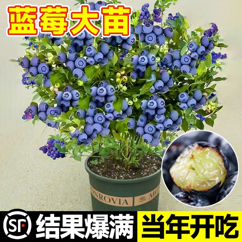 蓝莓树果苗蓝莓苗盆栽地栽果苗带大果南北方种植苗兔眼绿宝石果树 - 图1