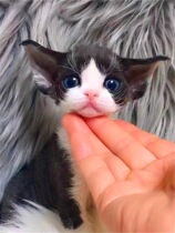 German curly cat pure breed living infant cat not dropping hair pure black and white blue eyed long hair blood cub high IQ monarch cat