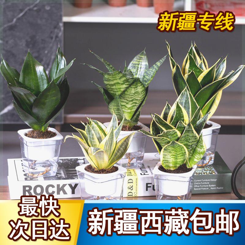 新疆西藏包邮除甲醛金边虎皮兰新房吸甲醛植物防辐射四季室内绿植 - 图2