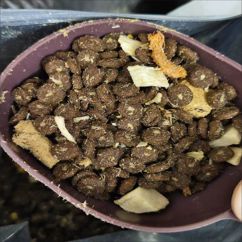 宠随心肉鸽无谷猫粮全价冻干猫粮猫主粮成猫幼猫猫咪通用增肥发腮 - 图1