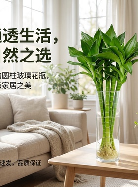 现代简约风玻璃花瓶水养插花专用