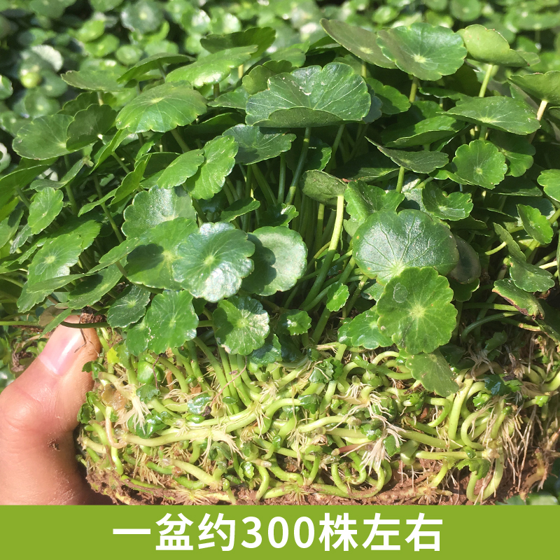 铜钱草水培植物室内外办公花卉好养绿植盆栽四季土水养金钱草大叶 - 图0