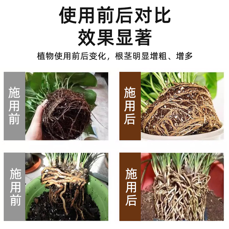贝可施生根液快速爆根液发根生根水扦插用植物壮苗生根粉剂营养液 - 图2