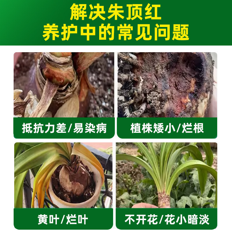 贝可施朱顶红专用营养液肥料催箭延花期防黄叶掉花苞促花催花绿叶,淘宝优惠券,粉丝福利购,淘宝优惠卷