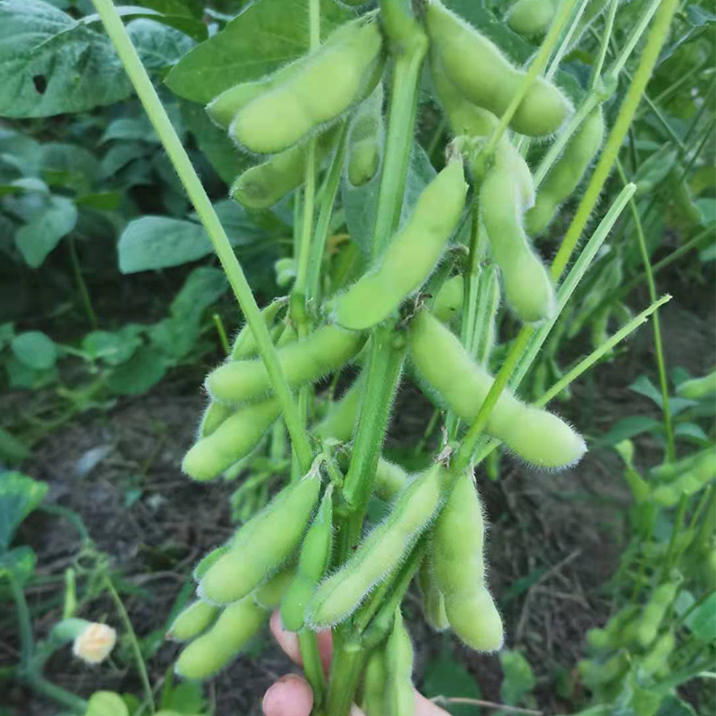 毛豆新鲜带壳青豆嫩黄豆生大豆豆荚商用疏菜四川本地素菜时令蔬菜 - 图0