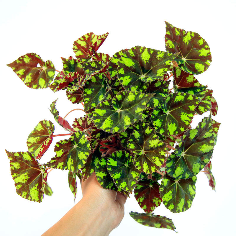 虎斑秋海棠Begonia bowerae`Tiger`睫毛原种 秋海棠室内观叶植物,淘宝优惠券,粉丝福利购,淘宝优惠卷