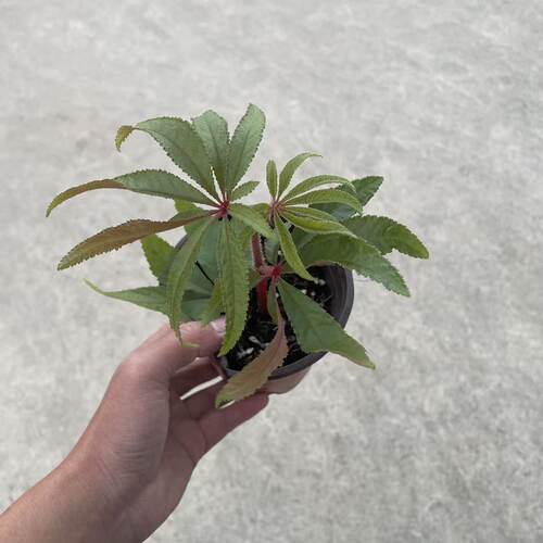 华丽秋海棠盆栽办公室内网红观叶绿植ins风装饰植物低维护 - 图3
