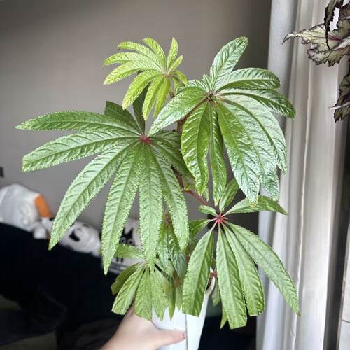 华丽秋海棠盆栽办公室内网红观叶绿植ins风装饰植物低维护 - 图1