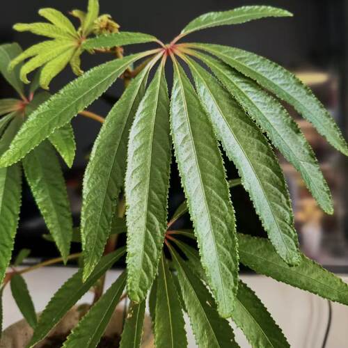 华丽秋海棠盆栽办公室内网红观叶绿植ins风装饰植物低维护 - 图2
