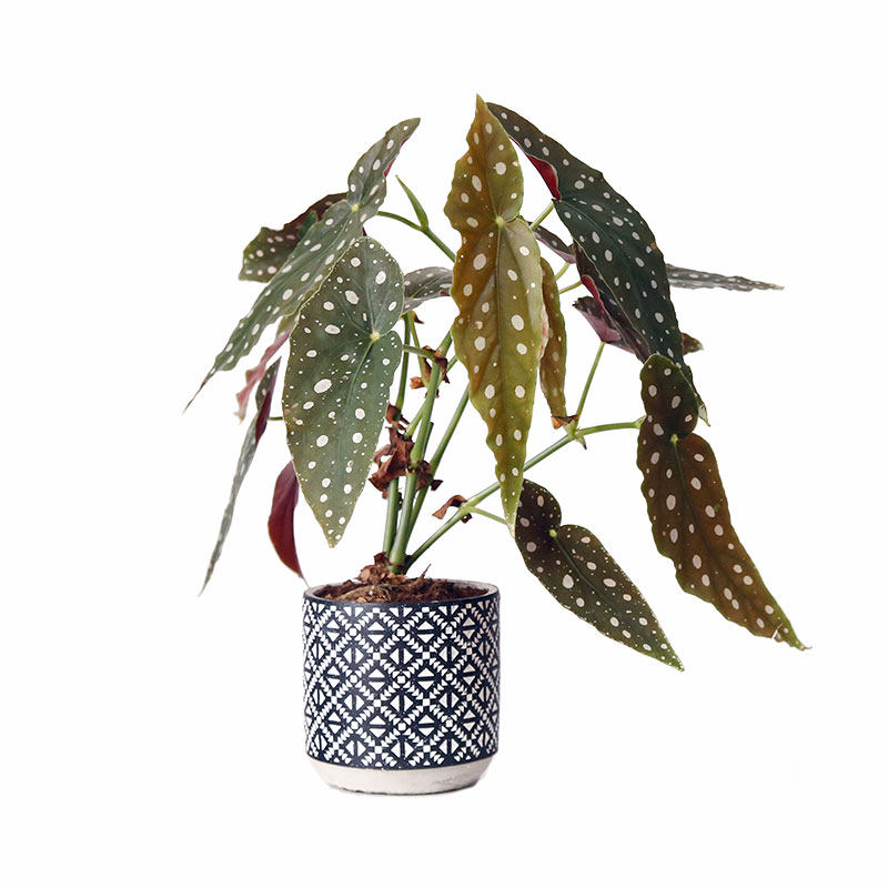 现货北欧网红植物鳟鱼秋海棠/白色恋人BegoniaMaculate室内绿植,淘宝优惠券,粉丝福利购,淘宝优惠卷