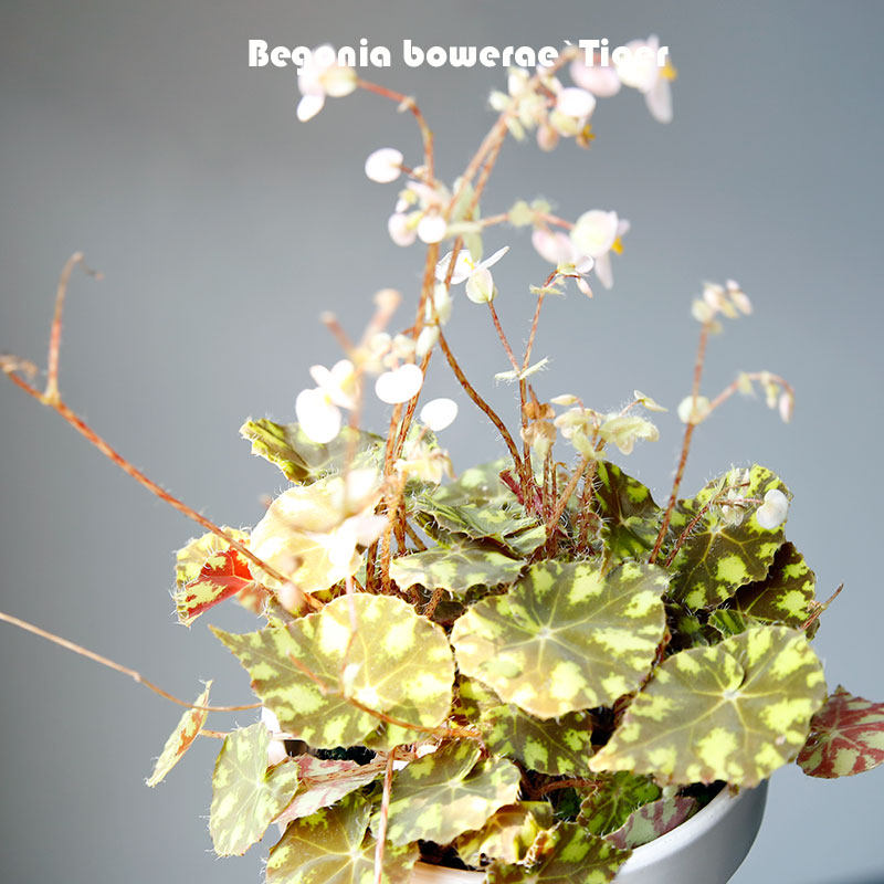 虎斑秋海棠Begonia bowerae`Tiger`睫毛原种 秋海棠室内观叶植物,淘宝优惠券,粉丝福利购,淘宝优惠卷