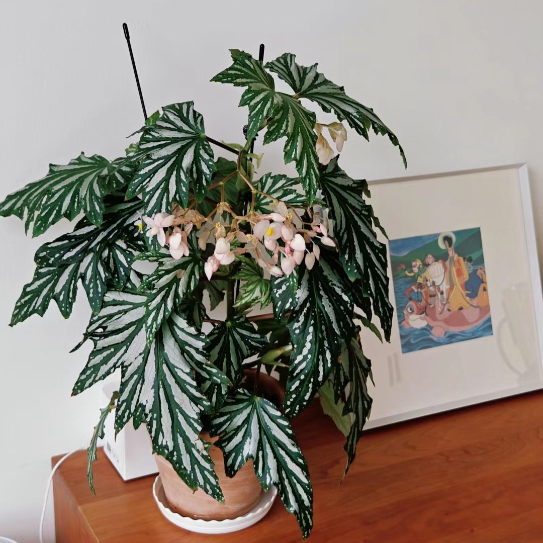 乌头杂秋海棠盆栽 竹节类 室内彩叶芋海芋海棠花观叶水培植物,淘宝优惠券,粉丝福利购,淘宝优惠卷