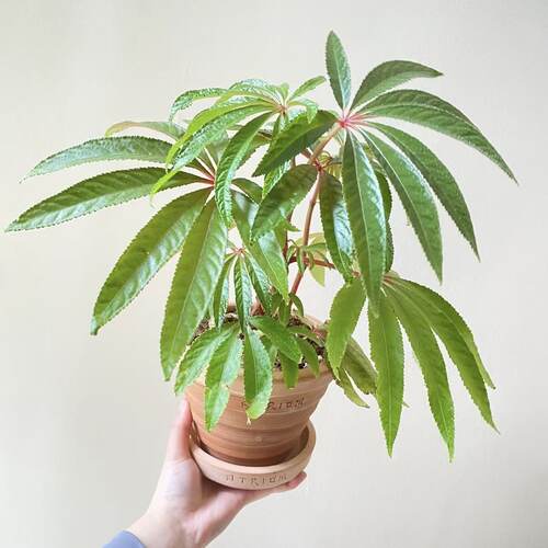 华丽秋海棠盆栽办公室内网红观叶绿植ins风装饰植物低维护 - 图0