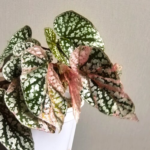 富士山锦秋海棠竹节类阳台室外室内客厅桌面绿植盆栽观叶赏花植物 - 图3