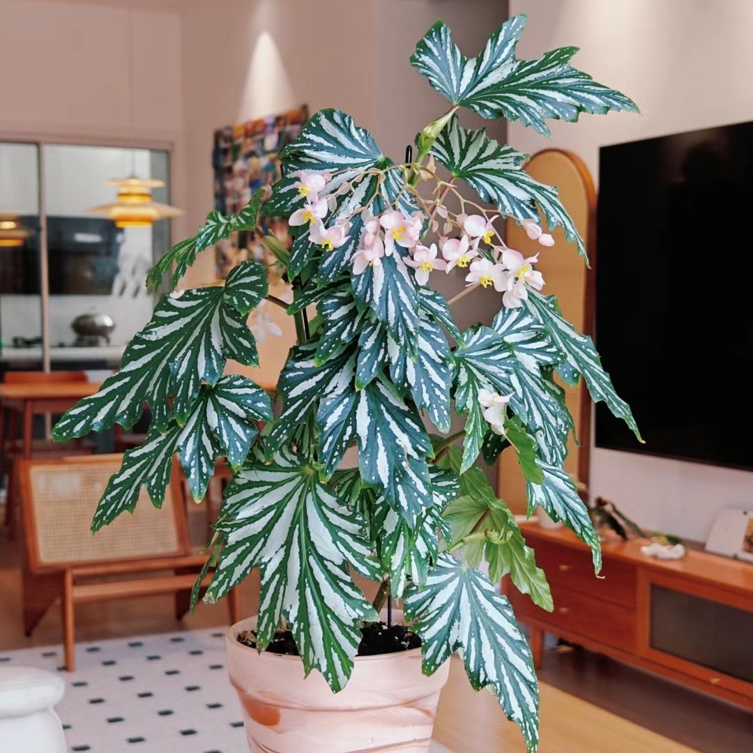 乌头杂秋海棠盆栽 竹节类 室内彩叶芋海芋海棠花观叶水培植物,淘宝优惠券,粉丝福利购,淘宝优惠卷