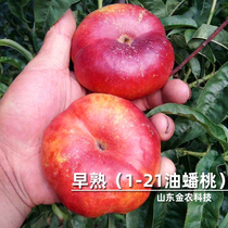 Grafting early-cooked 1-21 oil panaches saplings June mature extra-large crisp sweet yellow flesh peach seedlings of the year