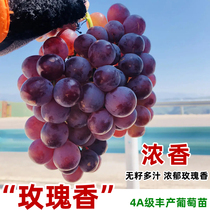 Grafted rose-scents grape tree with extra-large seedless and seedless red grape Miao South Northern cultivation of climbing vine potted plants