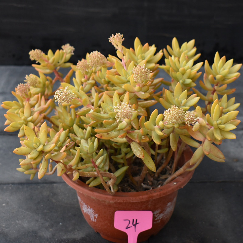 原始铭月多肉植物老桩一物一拍布丁加州落日红日露养果冻色全状态 静微园艺 淘优券