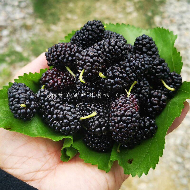 嘉陵30果桑苗黑桑甜桑葚树苗嫁接桑树活苗南方北方种植当年结果