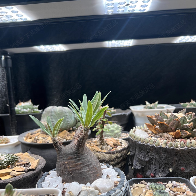 光联天下植物生长灯长条灯全光谱自然光热植花架植物柜补光灯排灯,淘宝优惠券,粉丝福利购,淘宝优惠卷