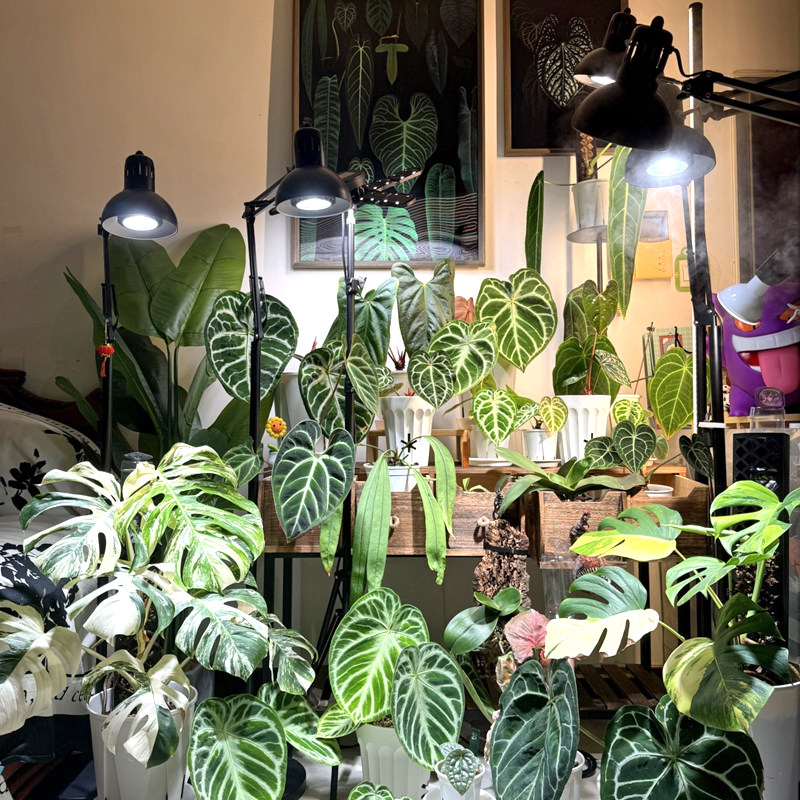 光联天下植物补光灯室内盆栽绿植生长灯古法鱼缸落地灯全光谱白光,淘宝优惠券,粉丝福利购,淘宝优惠卷