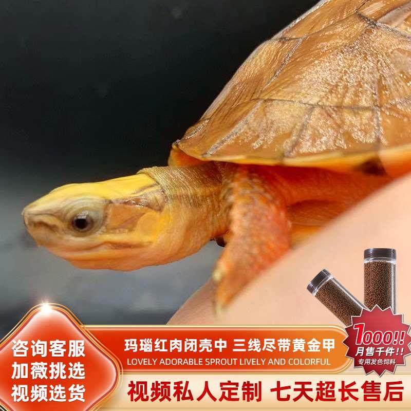 金钱龟活物纯种三线专用缸南石海南黄缘安缘陆地乌龟活体宠物龟,淘宝优惠券,粉丝福利购,淘宝优惠卷