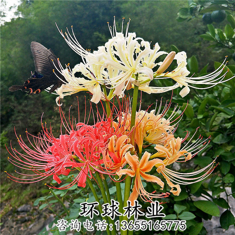 绿植彼岸花种子 曼珠沙华盆栽 彼岸花种球石蒜花 室内四季种花卉 - 图1