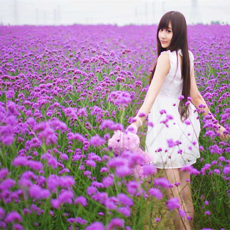 柳叶马鞭草种子多年生宿根草花种子景观绿化花海婚纱摄影观花种子 环球林业企业店 淘优券