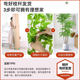 Sentai Simulated Green Plants Nandina Bamboo Live Room Atmosphere Tree