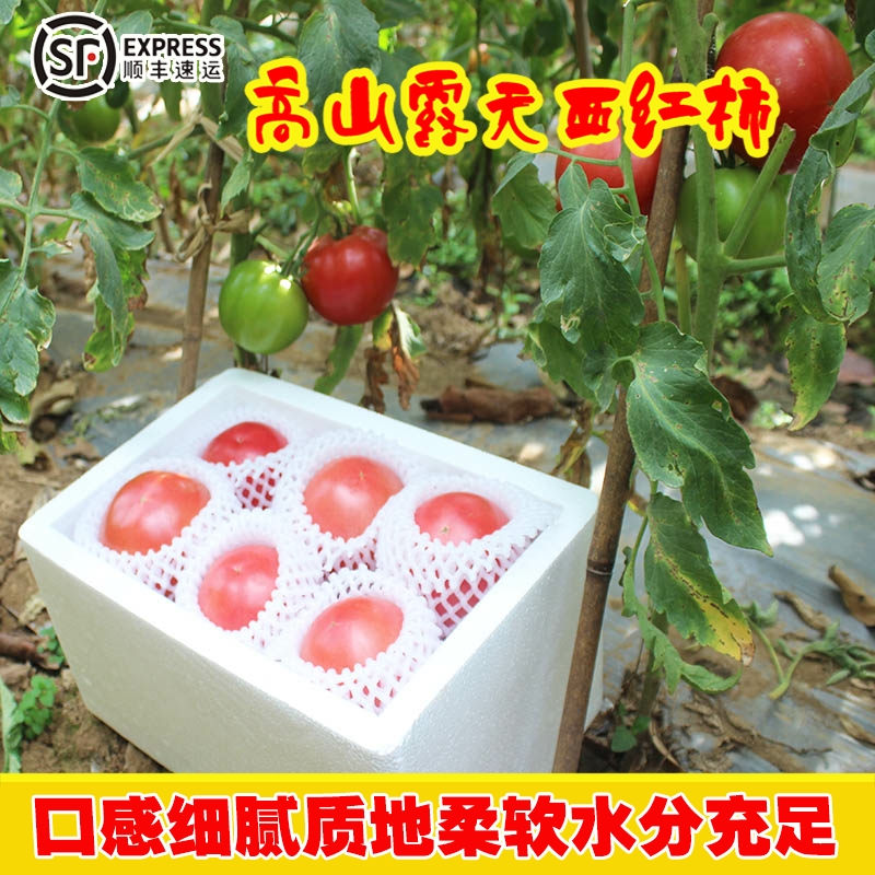 【顺丰快递】云南自熟沙瓤西红柿老品种水果番茄露天新鲜拒绝催熟