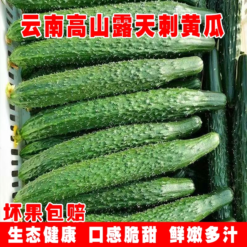 正宗新鲜带刺长黄瓜云南露天即食水果王瓜清脆当季蔬菜胡刺瓜批发