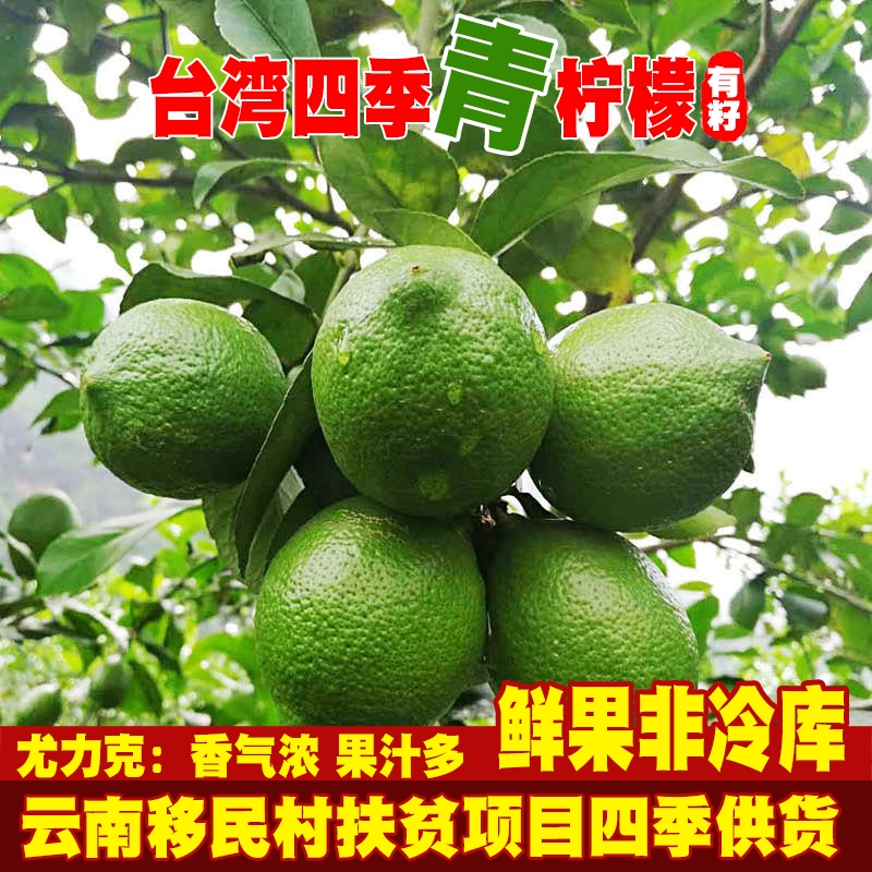 新鲜云南青柠檬水果小青柠香水一点点薄皮奶茶【二级果花皮偏黄】