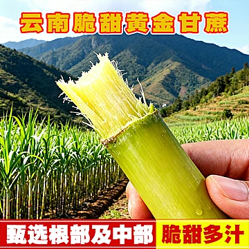 正宗云南当季新鲜带皮黄金脆皮甘蔗【5斤】[5元优惠券]-寻折猪