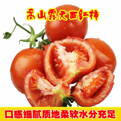 云南高原露天种植西红柿沙瓤