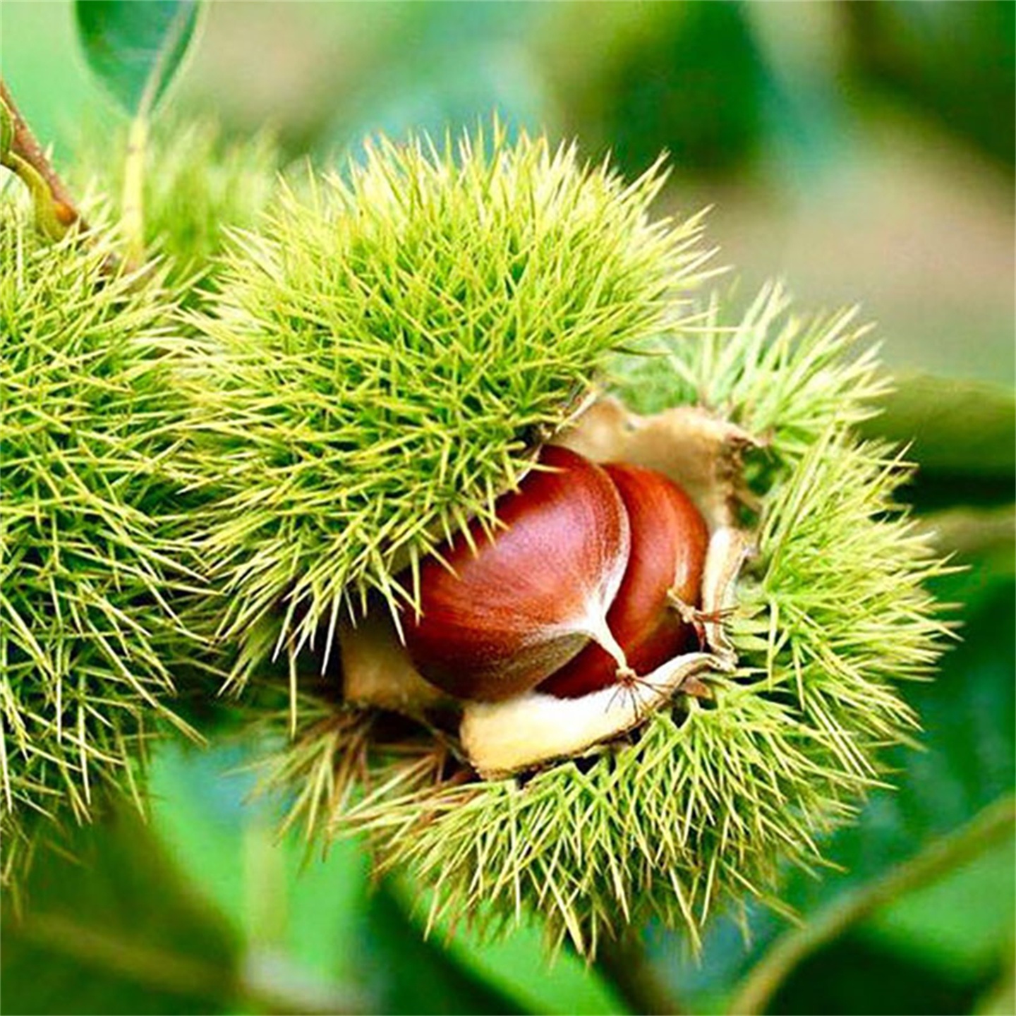 云南野生板栗新鲜现摘农家去刺老树生毛栗子非油栗当季现货2-5斤