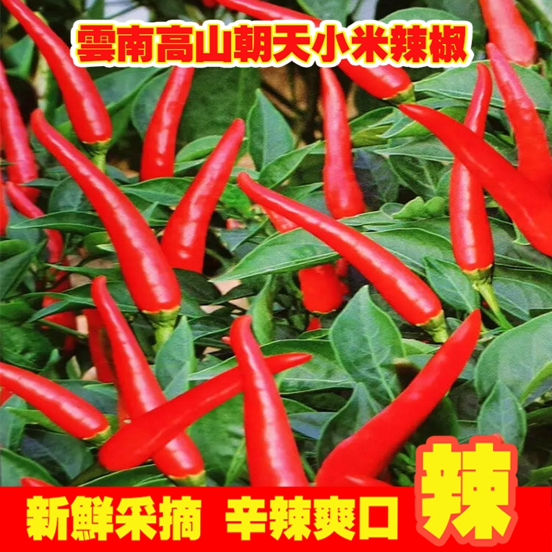 云南小米辣椒新鲜现摘朝天椒特辣超辣薄皮土红辣椒指天椒5斤批发3