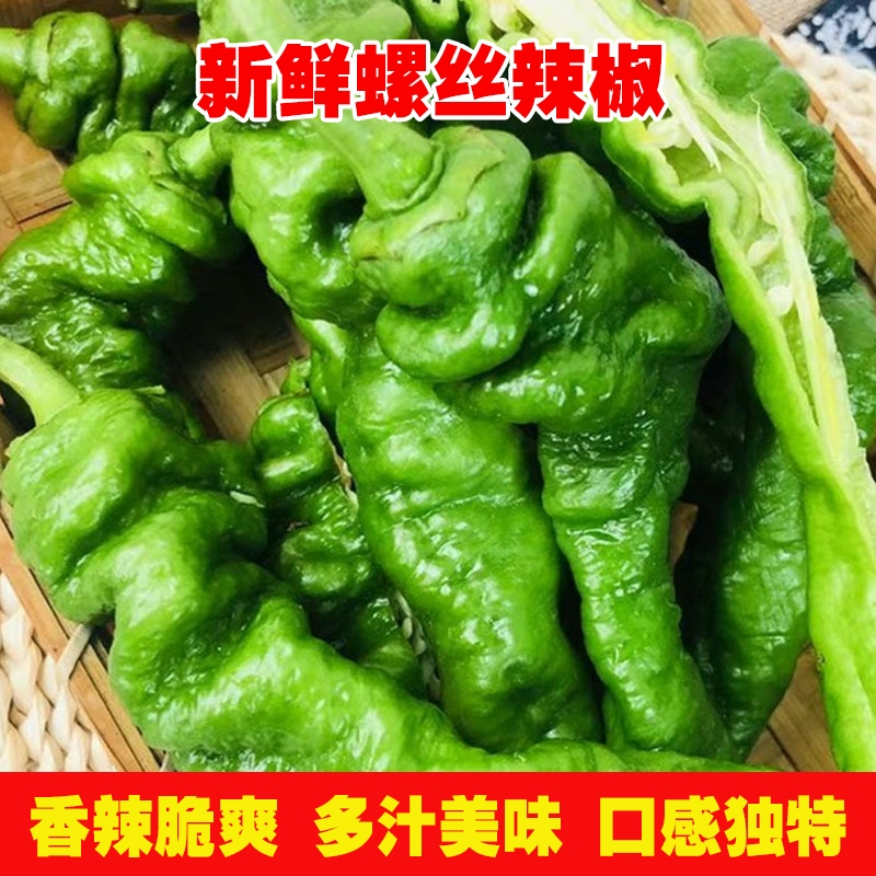 云南新鲜螺丝椒皱皮薄皮青椒高山农家蔬菜微辣香辣虎皮嫩辣椒3斤5