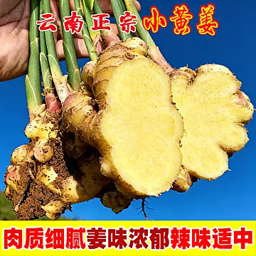 新鲜生姜现挖云南小黄姜[5元优惠券]-寻折猪